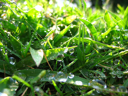 Dauwtrappen Dauwtrappen